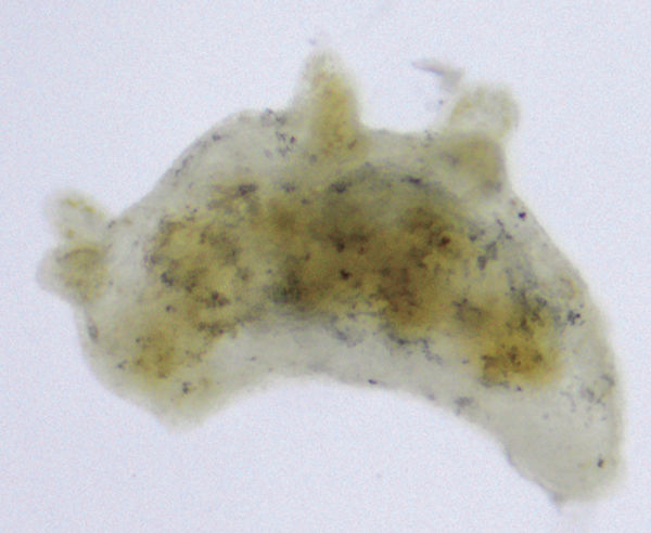Ridged-head nudibranch